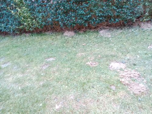 Image #1 from Johann W.