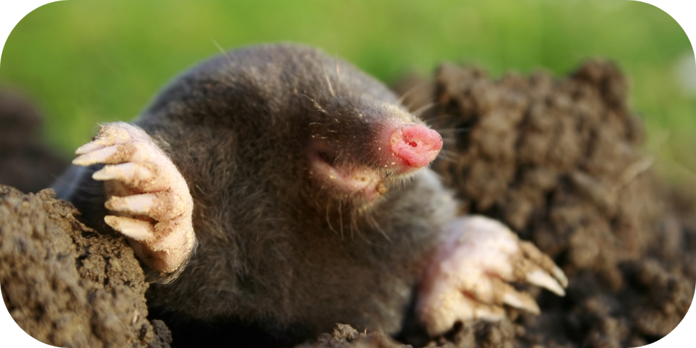 Mole